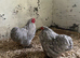 Pekin cockrel