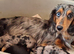 Fabulous miniature longhaired dachshund puppies