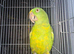 Yellow-naped amazon