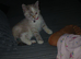 Gorgeous blueceyed female ragoll 8 weeks