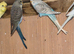 Budgies