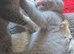 Scottish fold for sale