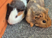 Guinea pig boars