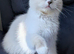 Reduced TICA EU champion line ragdoll kitten
