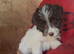 6 Border collie X jack russle pups for sale