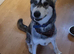 X Akita