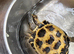 Horsefield tortoise