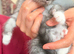 Adorable, healthy kittens looking for their forever homes! ️
