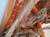 Corn snake complete with viv set up