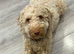 Beautiful young Cockapoo female seeking a loving home.