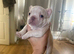3 frenchie girl pups