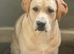 2 Labrador for sale