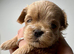 Unique Teacup Asian Maltipoo Puppies , DNA tested parents
