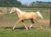 Gorgeous Palomino Welsh section B
