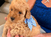 adorable toy poodle litter