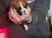 Kc boxers puppies for sale i male left