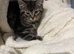 Female kitten needs new home asap