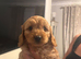 One boy miniature f1 cockapoo looking for his forever home