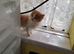 Gorgeous flame point girl