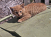 Kittens need a forever home