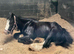 Heavy weight cob mare 14.3