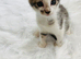 Adorable kittens