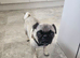 Pug puppies