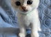 Silver pedigree British shorthair kittens