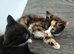 Mixed kittens with scotish mum