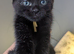 5 British grey and Black shorthair kiitens