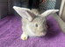 7 week old Lops
