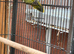 Green opaline lovebirds for sale