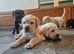 CANE CORSO PUPPIES LOOKING FOR THEIR FOREVER HOMES