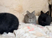 Four gorgeous Netherland dwarfs