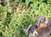 Male dachshund puppy