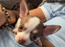 Dog chihuahua