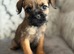 Stunning Border Terrier Puppies