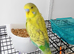 Beautiful talking boy budgie