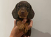 Miniature Dachshund