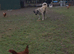Lucky - 2-Year-Old Livestock Guardian Dog - Working/Rural Home Wanted
