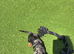 Miniature dachshund