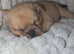 Meet Simba - Our Gorgeous 8-Week-Old Pomeranian × French Bulldog Puppy