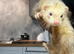 Cinnamon Male ferret for sale