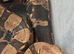 Female boa constrictor