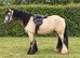 14.1 San Cler Buckskin Gelding - The type everyone wants