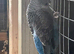 Blackwing hen
