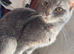 Light beautiful tabby