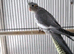 Normal Male Cockatiel