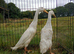 White Indian runner pair