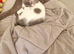 Beautiful half BSH kitten
